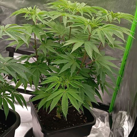 Purple Cookie Kush growlog photo: Lace wurde erfolgreich in Ihren 25l Endtopf gebracht und die Blätterdächer sind beide eben 🍀💪🏼 jetzt warten wir noch kurz und leiten dann bald die Blüte ein. 3,4ml/L Grow und Calmag bei Freya und Lace, wobei bei Lace nur am äußersten Rand gegossen wurde, damit Sie gut wurzelt weil Sie Wasser Sicht und sich dann nach aussen bewegt.