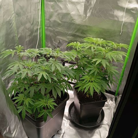 Purple Cookie Kush growlog photo: Lace wurde erfolgreich in Ihren 25l Endtopf gebracht und die Blätterdächer sind beide eben 🍀💪🏼 jetzt warten wir noch kurz und leiten dann bald die Blüte ein. 3,4ml/L Grow und Calmag bei Freya und Lace, wobei bei Lace nur am äußersten Rand gegossen wurde, damit Sie gut wurzelt weil Sie Wasser Sicht und sich dann nach aussen bewegt.
