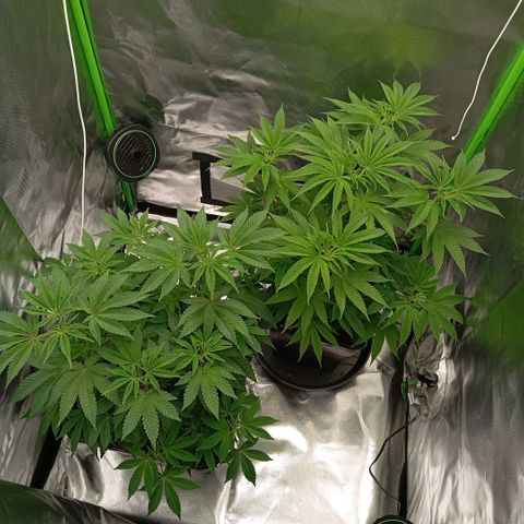 Purple Cookie Kush growlog photo: Wie warten jetzt nur noch drauf, das Lace in Endtopf wurzelt und dann wird auf 12/12 gegangen. So geht es beiden Damen gut 🍀☺️