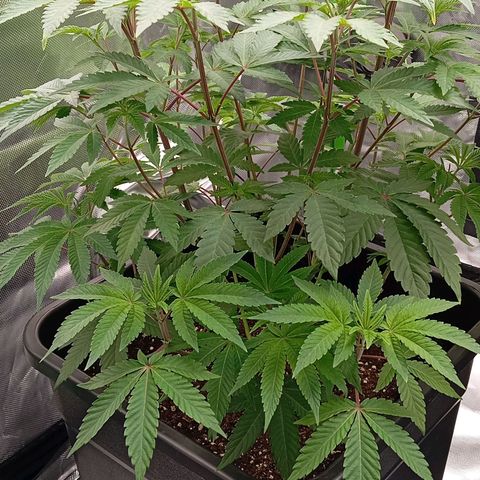 Purple Cookie Kush growlog photo: Wie warten jetzt nur noch drauf, das Lace in Endtopf wurzelt und dann wird auf 12/12 gegangen. So geht es beiden Damen gut 🍀☺️