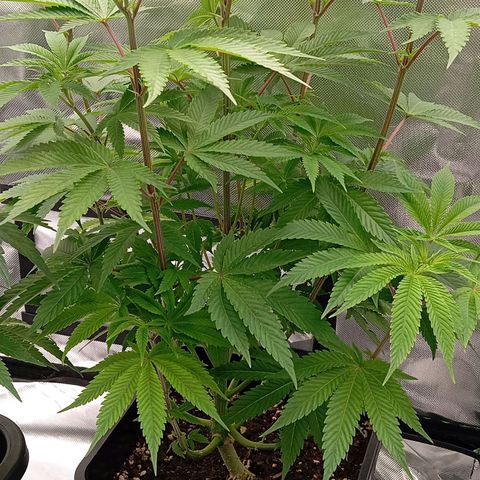 Purple Cookie Kush growlog photo: Wie warten jetzt nur noch drauf, das Lace in Endtopf wurzelt und dann wird auf 12/12 gegangen. So geht es beiden Damen gut 🍀☺️