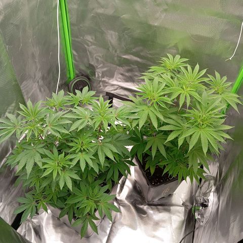 Purple Cookie Kush growlog photo: Lace hat durchgewurzelt 💚🍀 das heißt heute wird das Licht auf 12/12 umgestellt um die Blüte einzuleiten. Gedüngt (3,3ml Grow pro L und CalMag)