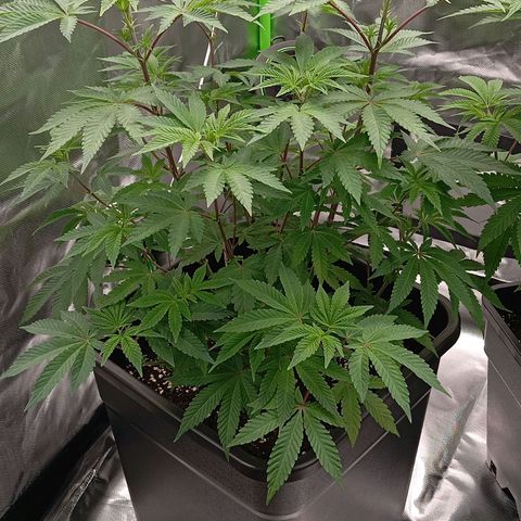 Purple Cookie Kush growlog photo: Lace hat durchgewurzelt 💚🍀 das heißt heute wird das Licht auf 12/12 umgestellt um die Blüte einzuleiten. Gedüngt (3,3ml Grow pro L und CalMag)