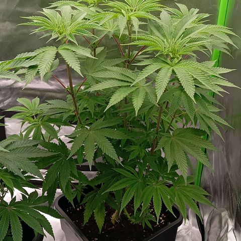 Purple Cookie Kush growlog photo: Lace hat durchgewurzelt 💚🍀 das heißt heute wird das Licht auf 12/12 umgestellt um die Blüte einzuleiten. Gedüngt (3,3ml Grow pro L und CalMag)