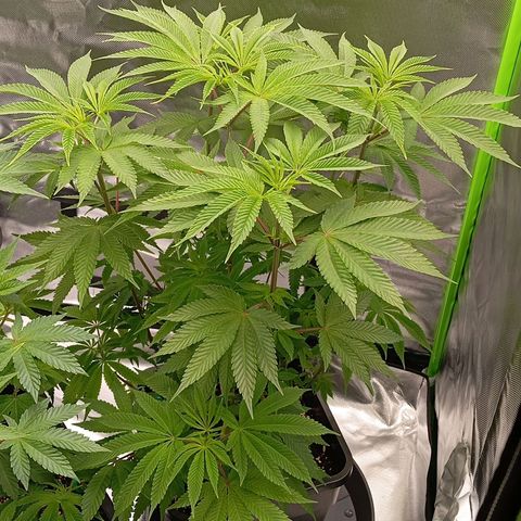 Purple Cookie Kush growlog photo: Freya braucht inzwischen alle 2 Tage ihre 2-2,5l, heute auch wieder inkl Dünger (3,3ml/L Grow+CalMag), Lace wurzelt immer mehr, jetzt warten wir auf die ersten Pistillen. Man sieht bereits leichte farbliche Veränderungen an den Blütenansätzen 