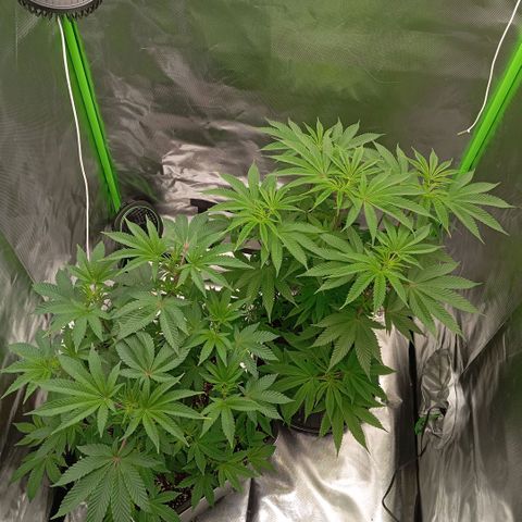 Purple Cookie Kush growlog photo: Freya braucht inzwischen alle 2 Tage ihre 2-2,5l, heute auch wieder inkl Dünger (3,3ml/L Grow+CalMag), Lace wurzelt immer mehr, jetzt warten wir auf die ersten Pistillen. Man sieht bereits leichte farbliche Veränderungen an den Blütenansätzen 
