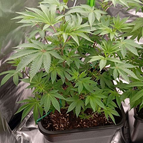 Purple Cookie Kush growlog photo: Freya braucht inzwischen alle 2 Tage ihre 2-2,5l, heute auch wieder inkl Dünger (3,3ml/L Grow+CalMag), Lace wurzelt immer mehr, jetzt warten wir auf die ersten Pistillen. Man sieht bereits leichte farbliche Veränderungen an den Blütenansätzen 