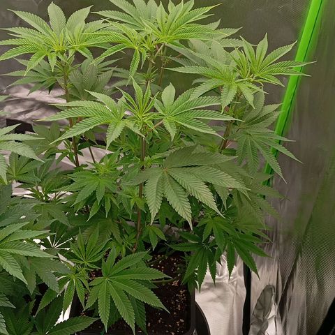 Purple Cookie Kush growlog photo: Grosse Fächerblätter welche Licht blockierten wurden entfernt. Man erkennt jetzt deutlich die Blütenansätze 