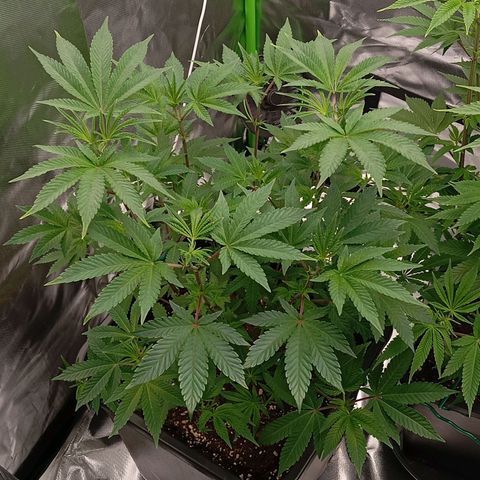 Purple Cookie Kush growlog photo: Grosse Fächerblätter welche Licht blockierten wurden entfernt. Man erkennt jetzt deutlich die Blütenansätze 