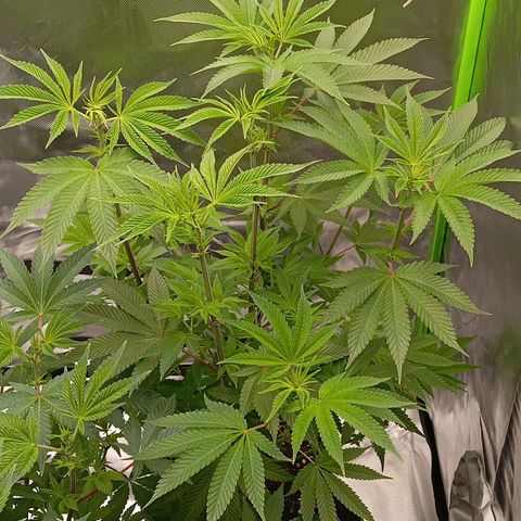 Purple Cookie Kush growlog photo: Große Fächerblätter wurden entfernt, Freya (rechts) ist irgendwie echt lang geworden, warum weiss ich nicht. Hoffe das wird nicht zum Problem. 