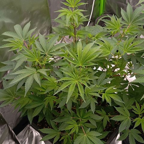 Purple Cookie Kush growlog photo: Große Fächerblätter wurden entfernt, Freya (rechts) ist irgendwie echt lang geworden, warum weiss ich nicht. Hoffe das wird nicht zum Problem. 