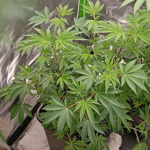Purple Cookie Kush growlog photo: 2ml Grow/L und 2ml Bloom/L + CalMag gedüngt 