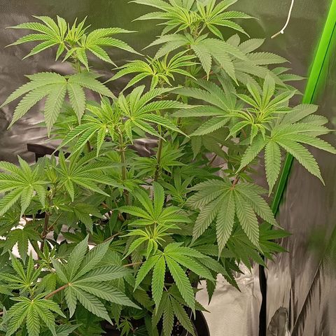 Purple Cookie Kush growlog photo: 2ml Grow/L und 2ml Bloom/L + CalMag gedüngt 