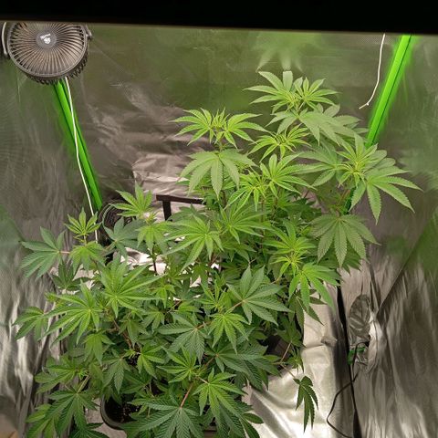 Purple Cookie Kush growlog photo: 2ml Grow/L und 2ml Bloom/L + CalMag gedüngt 