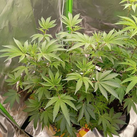 Purple Cookie Kush growlog photo: Wie haben uns dazu entschieden, das Freya (rechts) radikal beschnitten wird. Sie hat unzählige verkümmerte Triebe, welche kaum Licht bekommen und zu dünn sind, als das die später Buds tragen könnten. Die Bilder sind von davor. Jetzt hat Sie quasi noch Ihre Haupttriebe und ein wenig aussenrum und mehr nicht. Lace wird immer dicker, von den Trieben her. Es werden immer mehr Pistillen. Freya wurde wie letztes Mal gedüngt mit 3l PH6,4 Wasser mit 2ml/L BioBizz Grow und 2ml/L Bloom +CalMag. Lace wurde ein wenig höher gebracht, da Freya ja unfassbar lang wurde. Weiss immernicb nicht wieso das passiert ist