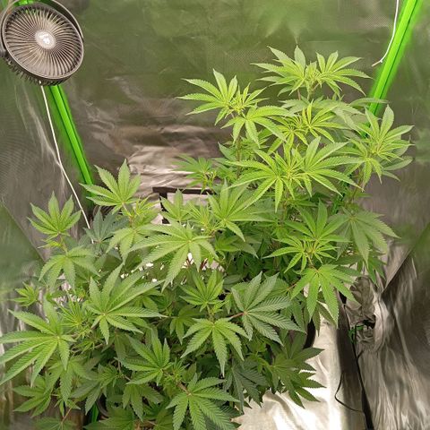 Purple Cookie Kush growlog photo: Wie haben uns dazu entschieden, das Freya (rechts) radikal beschnitten wird. Sie hat unzählige verkümmerte Triebe, welche kaum Licht bekommen und zu dünn sind, als das die später Buds tragen könnten. Die Bilder sind von davor. Jetzt hat Sie quasi noch Ihre Haupttriebe und ein wenig aussenrum und mehr nicht. Lace wird immer dicker, von den Trieben her. Es werden immer mehr Pistillen. Freya wurde wie letztes Mal gedüngt mit 3l PH6,4 Wasser mit 2ml/L BioBizz Grow und 2ml/L Bloom +CalMag. Lace wurde ein wenig höher gebracht, da Freya ja unfassbar lang wurde. Weiss immernicb nicht wieso das passiert ist