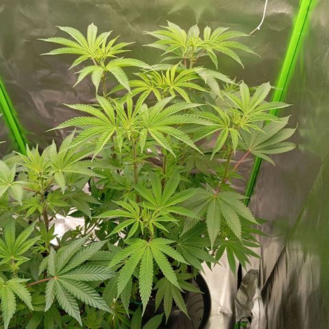 Purple Cookie Kush growlog photo: Wie haben uns dazu entschieden, das Freya (rechts) radikal beschnitten wird. Sie hat unzählige verkümmerte Triebe, welche kaum Licht bekommen und zu dünn sind, als das die später Buds tragen könnten. Die Bilder sind von davor. Jetzt hat Sie quasi noch Ihre Haupttriebe und ein wenig aussenrum und mehr nicht. Lace wird immer dicker, von den Trieben her. Es werden immer mehr Pistillen. Freya wurde wie letztes Mal gedüngt mit 3l PH6,4 Wasser mit 2ml/L BioBizz Grow und 2ml/L Bloom +CalMag. Lace wurde ein wenig höher gebracht, da Freya ja unfassbar lang wurde. Weiss immernicb nicht wieso das passiert ist