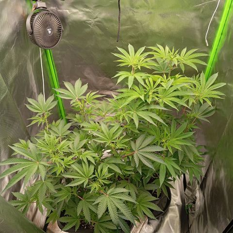 Purple Cookie Kush growlog photo: Freya versorgt, wie letztes Mal. Lace macht langsam....denke die wurzelt noch oder stellt gerade den Stoffwechsel auf Blüte um.