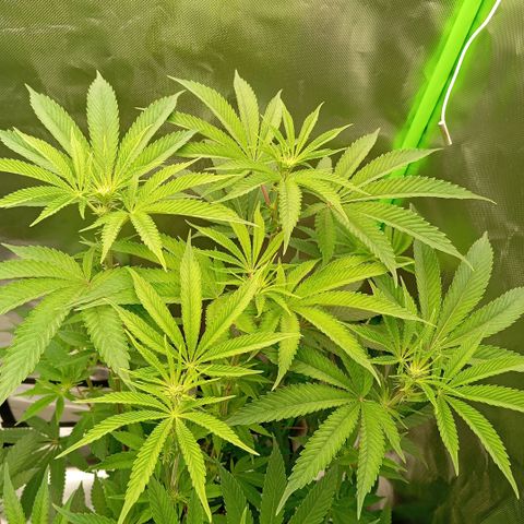 Purple Cookie Kush growlog photo: Lace im großen Topf links wurde wieder auf den Boden gestellt. Sie stand vorher höher damit beide Canopys gleich sind. Sie hatte die 640 PPFD aber nicht vertragen und die Blüten blieben geschlossen. Jetzt hat Sie 450 PPFD und ich hoffe Sie gehen jetzt auf. Freya hat bereits viele Härrchen und riecht angenehm. 