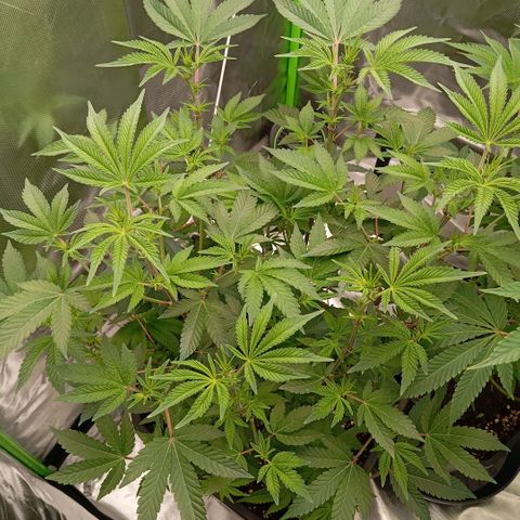 Purple Cookie Kush growlog photo: Lace im großen Topf links wurde wieder auf den Boden gestellt. Sie stand vorher höher damit beide Canopys gleich sind. Sie hatte die 640 PPFD aber nicht vertragen und die Blüten blieben geschlossen. Jetzt hat Sie 450 PPFD und ich hoffe Sie gehen jetzt auf. Freya hat bereits viele Härrchen und riecht angenehm. 