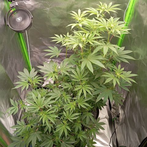 Purple Cookie Kush growlog photo: Lace (links) hat jetzt endlich Ihre Blüten geöffnet. Es lag an Lichtstress, das Sie dicht gemacht hatte. Freya hingegen hat das null gestört, war falsch die zu vergleichen. Lace ist ein Busch und Freya eher der Bambustyp. Jetzt wurden beide gedüngt (1ml Grow/L + 3ml Bloom/L + 1ml TopMax/L + 1,5ml CalMag/L), beschneiden kommt erst in 2 Tage , wenn Lace den Stress abgeschüttelt hat. 