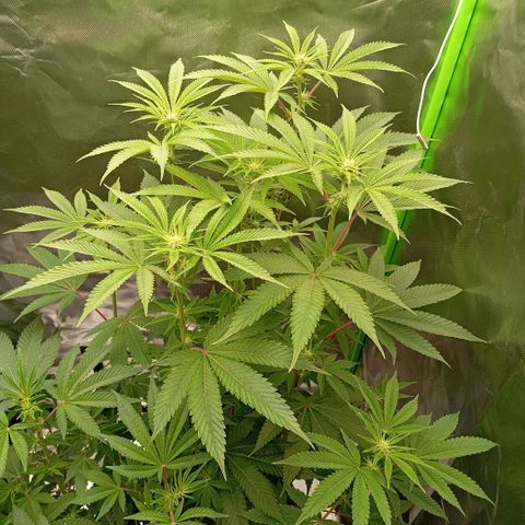 Purple Cookie Kush growlog photo: Lace (links) hat jetzt endlich Ihre Blüten geöffnet. Es lag an Lichtstress, das Sie dicht gemacht hatte. Freya hingegen hat das null gestört, war falsch die zu vergleichen. Lace ist ein Busch und Freya eher der Bambustyp. Jetzt wurden beide gedüngt (1ml Grow/L + 3ml Bloom/L + 1ml TopMax/L + 1,5ml CalMag/L), beschneiden kommt erst in 2 Tage , wenn Lace den Stress abgeschüttelt hat. 