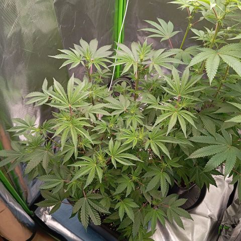 Purple Cookie Kush growlog photo: Lace (links) hat jetzt endlich Ihre Blüten geöffnet. Es lag an Lichtstress, das Sie dicht gemacht hatte. Freya hingegen hat das null gestört, war falsch die zu vergleichen. Lace ist ein Busch und Freya eher der Bambustyp. Jetzt wurden beide gedüngt (1ml Grow/L + 3ml Bloom/L + 1ml TopMax/L + 1,5ml CalMag/L), beschneiden kommt erst in 2 Tage , wenn Lace den Stress abgeschüttelt hat. 