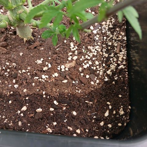 Purple Cookie Kush growlog photo: Mir ist bewusst geworden, das wir zu früh geflippt haben. Lace im grossen Topf muss noch wurzeln. Hätte noch eine Woche länger 16/8 gebraucht. Man sieht es daran, das der Rand vom Topf noch länger feucht bleibt als die Mitte. Deshalb wirkt Lace so langsam und Freya als hätte Sie nen Turbo. Aber das holt Sie wieder auf.