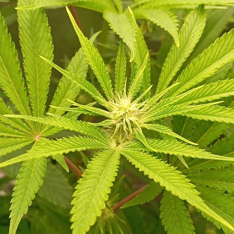 Purple Cookie Kush growlog photo: Mir ist bewusst geworden, das wir zu früh geflippt haben. Lace im grossen Topf muss noch wurzeln. Hätte noch eine Woche länger 16/8 gebraucht. Man sieht es daran, das der Rand vom Topf noch länger feucht bleibt als die Mitte. Deshalb wirkt Lace so langsam und Freya als hätte Sie nen Turbo. Aber das holt Sie wieder auf.
