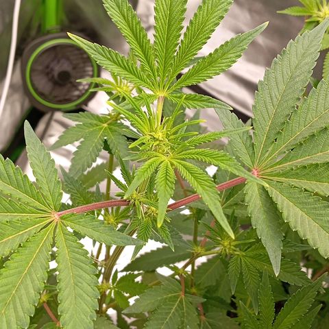 Purple Cookie Kush growlog photo: Mir ist bewusst geworden, das wir zu früh geflippt haben. Lace im grossen Topf muss noch wurzeln. Hätte noch eine Woche länger 16/8 gebraucht. Man sieht es daran, das der Rand vom Topf noch länger feucht bleibt als die Mitte. Deshalb wirkt Lace so langsam und Freya als hätte Sie nen Turbo. Aber das holt Sie wieder auf.