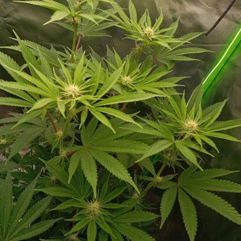 Purple Cookie Kush growlog photo: Hab die Dame links im grossen Topf heute unRuhe wurzeln lassen, deshalb nicht gegossen oder beschnitten. Langsam nimmt Sie endlich Fahrt auf. Wieder was gelernt, erst wurzeln lassen, dann erst flippen. Morgen bekommen beide Dünger und Liebe 💚🍀 Freya rechts ist ja im Turbomodus....Lace links dafür im Marathon. 