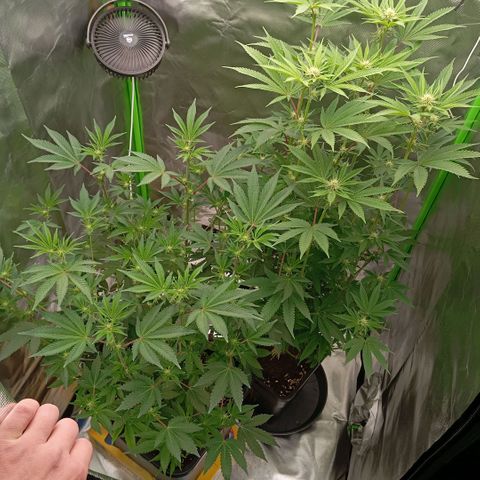 Purple Cookie Kush growlog photo: Hab die Dame links im grossen Topf heute unRuhe wurzeln lassen, deshalb nicht gegossen oder beschnitten. Langsam nimmt Sie endlich Fahrt auf. Wieder was gelernt, erst wurzeln lassen, dann erst flippen. Morgen bekommen beide Dünger und Liebe 💚🍀 Freya rechts ist ja im Turbomodus....Lace links dafür im Marathon. 