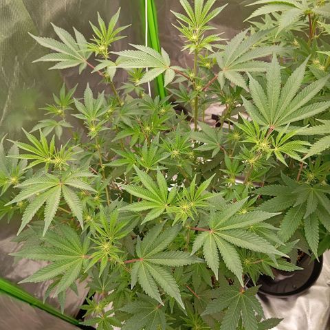 Purple Cookie Kush growlog photo: Hab die Dame links im grossen Topf heute unRuhe wurzeln lassen, deshalb nicht gegossen oder beschnitten. Langsam nimmt Sie endlich Fahrt auf. Wieder was gelernt, erst wurzeln lassen, dann erst flippen. Morgen bekommen beide Dünger und Liebe 💚🍀 Freya rechts ist ja im Turbomodus....Lace links dafür im Marathon. 
