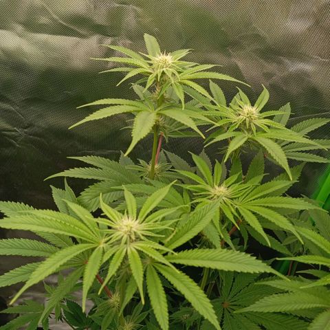 Purple Cookie Kush growlog photo: Lace links nimmt langsam Fahrt auf, wurde auch Zeit. Das heißt, Sie hat sich erholt und gewurzelt. Jetzt kann Sie Ihre Energie in die Blüten stecken. Freya ist eh geisteskrank, hat schon richtig große Blüten und die Zuckerblätter glitzern heftig. Beide Gedüngt mit Grow 1ml/L, Bloom 4ml/L, TopMax 2ml/L und CalMag. Freya ca 2,5L und Lace 6L.