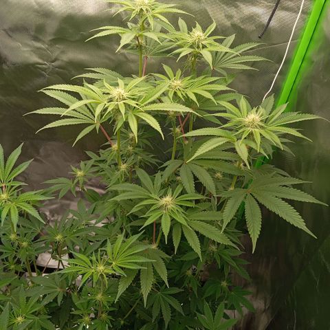 Purple Cookie Kush growlog photo: Lace links nimmt langsam Fahrt auf, wurde auch Zeit. Das heißt, Sie hat sich erholt und gewurzelt. Jetzt kann Sie Ihre Energie in die Blüten stecken. Freya ist eh geisteskrank, hat schon richtig große Blüten und die Zuckerblätter glitzern heftig. Beide Gedüngt mit Grow 1ml/L, Bloom 4ml/L, TopMax 2ml/L und CalMag. Freya ca 2,5L und Lace 6L.