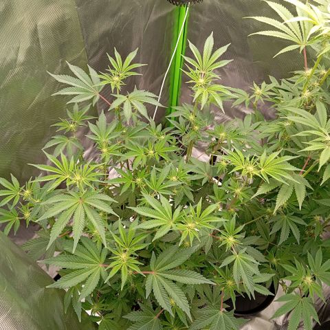 Purple Cookie Kush growlog photo: Lace links nimmt langsam Fahrt auf, wurde auch Zeit. Das heißt, Sie hat sich erholt und gewurzelt. Jetzt kann Sie Ihre Energie in die Blüten stecken. Freya ist eh geisteskrank, hat schon richtig große Blüten und die Zuckerblätter glitzern heftig. Beide Gedüngt mit Grow 1ml/L, Bloom 4ml/L, TopMax 2ml/L und CalMag. Freya ca 2,5L und Lace 6L.