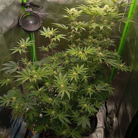 Purple Cookie Kush growlog photo: Den Ladys geht es hervorragend. Beide Gedüngt, genau wie letztes Mal. Es geht gut voran. 