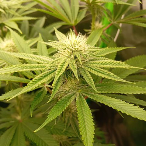 Purple Cookie Kush growlog photo: Den Ladys geht es hervorragend. Beide Gedüngt, genau wie letztes Mal. Es geht gut voran. 