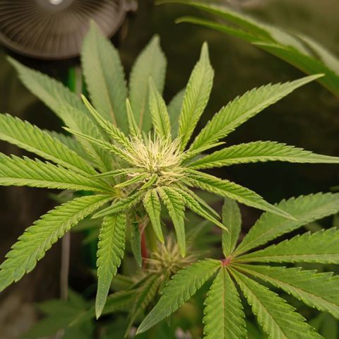 Purple Cookie Kush growlog photo: Den Ladys geht es hervorragend. Beide Gedüngt, genau wie letztes Mal. Es geht gut voran. 