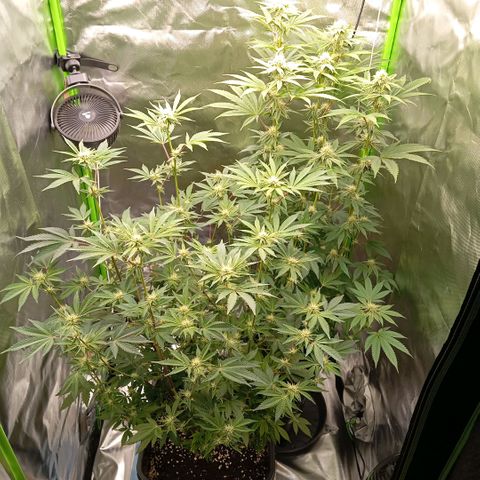 Purple Cookie Kush growlog photo: Heute wurde wieder gedüngt. Lace vorne links hat 4l bekommen und Freya rechts hinten 2,5l. Jeweils 1ml Grow/l, 3ml Bloom/l, 2,5ml TopMax/l und Calmag 0,8ml/l