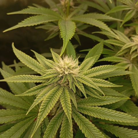 Purple Cookie Kush growlog photo: Heute wurde wieder gedüngt. Lace vorne links hat 4l bekommen und Freya rechts hinten 2,5l. Jeweils 1ml Grow/l, 3ml Bloom/l, 2,5ml TopMax/l und Calmag 0,8ml/l