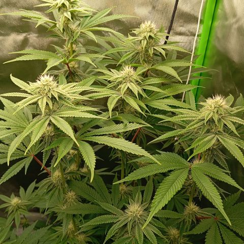 Purple Cookie Kush growlog photo: Heute wurde wieder gedüngt. Lace vorne links hat 4l bekommen und Freya rechts hinten 2,5l. Jeweils 1ml Grow/l, 3ml Bloom/l, 2,5ml TopMax/l und Calmag 0,8ml/l