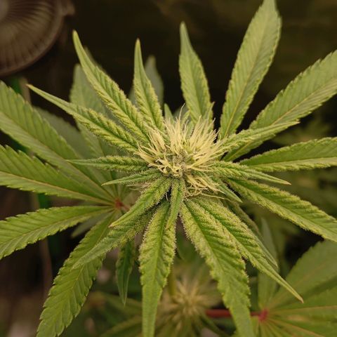 Purple Cookie Kush growlog photo: Heute wurde wieder gedüngt. Lace vorne links hat 4l bekommen und Freya rechts hinten 2,5l. Jeweils 1ml Grow/l, 3ml Bloom/l, 2,5ml TopMax/l und Calmag 0,8ml/l