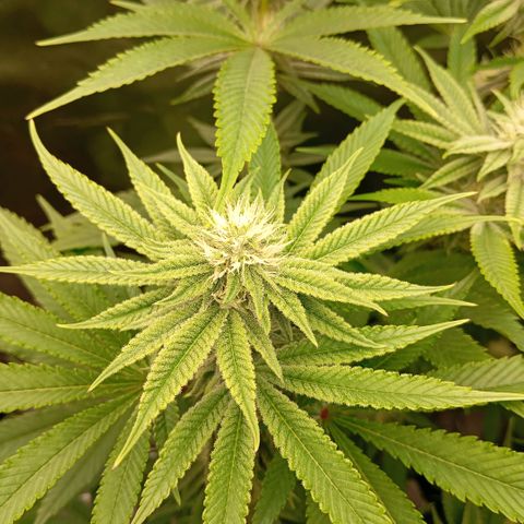 Purple Cookie Kush growlog photo: Lace wurde auf einen Karton gestellt, damit die Canopys etwas näher zusammen sind und Sie mehr akicht abbekommt. Ansonsten keine Massnahmen 