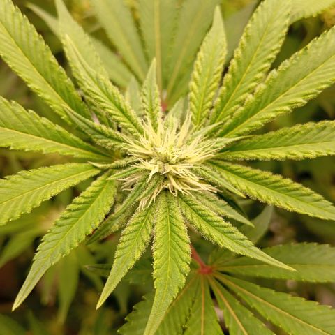 Purple Cookie Kush growlog photo: Lace wurde auf einen Karton gestellt, damit die Canopys etwas näher zusammen sind und Sie mehr akicht abbekommt. Ansonsten keine Massnahmen 