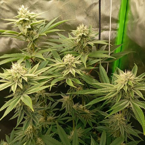 Purple Cookie Kush growlog photo: Den Damen geht es bestens. Lace im großen Topf kann inzwischen auch das Licht ab. Beide sind sehr nah an der Lampe (ca 25cm) aber haben keine ausgebleichten Blätter oder verbrannten Spitzen. 