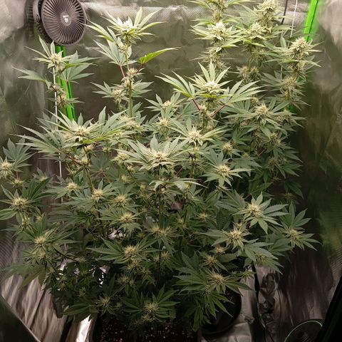 Purple Cookie Kush growlog photo: Den Damen geht es bestens. Lace im großen Topf kann inzwischen auch das Licht ab. Beide sind sehr nah an der Lampe (ca 25cm) aber haben keine ausgebleichten Blätter oder verbrannten Spitzen. 