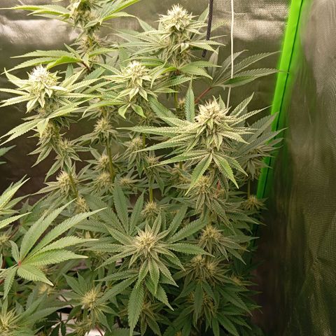 Purple Cookie Kush growlog photo: Den Damen geht es bestens. Lace im großen Topf kann inzwischen auch das Licht ab. Beide sind sehr nah an der Lampe (ca 25cm) aber haben keine ausgebleichten Blätter oder verbrannten Spitzen. 