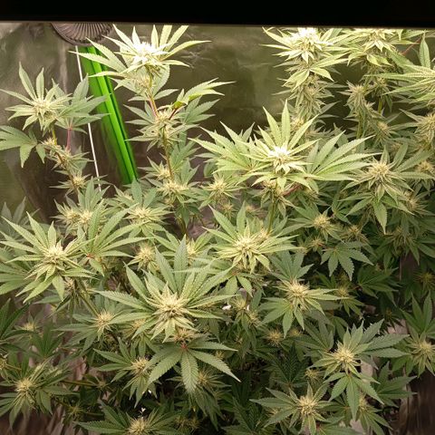 Purple Cookie Kush growlog photo: Den Damen geht es bestens. Lace im großen Topf kann inzwischen auch das Licht ab. Beide sind sehr nah an der Lampe (ca 25cm) aber haben keine ausgebleichten Blätter oder verbrannten Spitzen. 