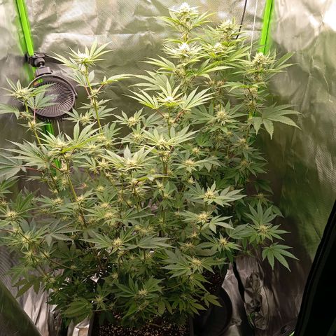 Purple Cookie Kush growlog timeline photo
